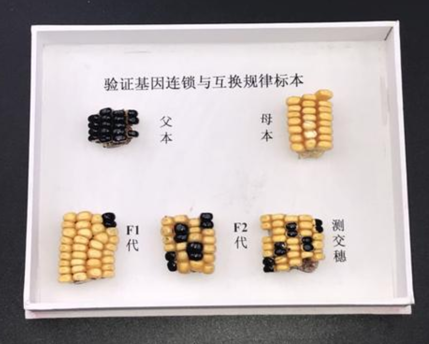 驗證基因分離規(guī)律玉米標本